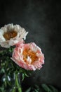 Coral peonies in a glass vase on a wooden table. Drops of water fall on the petals. Royalty Free Stock Photo