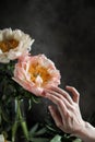 Coral peonies in a glass vase on a wooden table. Drops of water fall on the petals. Royalty Free Stock Photo