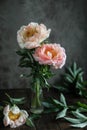 Coral peonies in a glass vase on a wooden table. Drops of water fall on the petals. Royalty Free Stock Photo