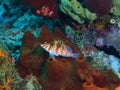The coral perch