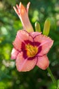 Coral pink flower of Tawny daylily blossoming in the sun Royalty Free Stock Photo
