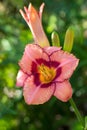 Coral pink flower of Tawny daylily blossoming in the sun