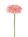 Coral pink Gerbera flower isolated on white background Royalty Free Stock Photo