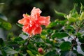 Coral pink hibiscus or chinese rose flower with green leaves. Royalty Free Stock Photo