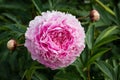 Coral pink peony flower in the garden. Copy space, top view. Soft focus