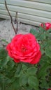 Coral pink rose