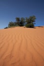 Coral Pink Sand Dunes State Park