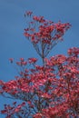 Coral pink of spring blooming dogwood flowers on dogwood tree against a clear blue sky, as a background, springtime in the Pacific Royalty Free Stock Photo