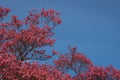 Coral pink of spring blooming dogwood flowers on dogwood tree against a clear blue sky, as a background, springtime in the Pacific Royalty Free Stock Photo