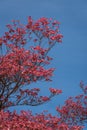 Coral pink of spring blooming dogwood flowers on dogwood tree against a clear blue sky, as a background, springtime in the Pacific Royalty Free Stock Photo