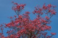 Coral pink of spring blooming dogwood flowers on dogwood tree against a clear blue sky, as a background, springtime in the Pacific Royalty Free Stock Photo