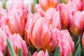 coral pink tulip buds with water drops close-up