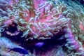 Coral plants on the ocean floor in the tropics