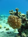 Coral polyps