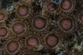 Coral Polyps Zoanthus sansibaricus Royalty Free Stock Photo