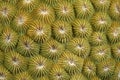 Coral Polyps Royalty Free Stock Photo