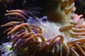 Coral polyps, bladder anemone