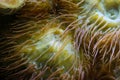 Coral polyps, bladder anemone