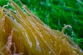 Coral polyps, bladder anemone