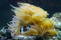 Coral polyps, bladder anemone