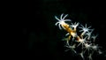 Coral Polyps Open at Night in the Atlantic Ocean of West Palm Beach in Florida Royalty Free Stock Photo