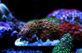 Coral polyps in reef aquarium tank scene