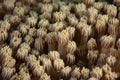 Coral Polyps on Reef in Indonesia