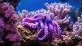 coral purple octopus