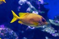 Coral Rabbitfish in tropical water Royalty Free Stock Photo