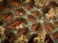 Coral 10, Raja Ampat, Indonesia