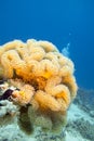Coral reaf with yellow mushroom leather coral at the bottom of tropical sea Royalty Free Stock Photo