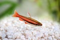 Coral Red Arc Pencilfish Nannostomus mortenthaleri a