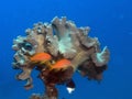 Coral with red fish