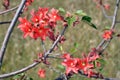 Coral colored flowers of the Australian native Little Kurrajong Royalty Free Stock Photo