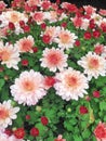 Coral and red flowers from a Spherical Chrysant Royalty Free Stock Photo