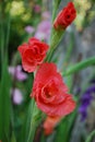 Coral red gladiolus flowers macro closeup in the garden Royalty Free Stock Photo