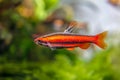 Coral Red Pencil Fish