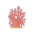 Coral red. Vector coralline reef ocean animal underwater life doodle line isolated illustration.