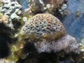 Coral Reef Royalty Free Stock Photo