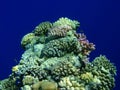 Coral reef