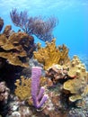 Coral reef Royalty Free Stock Photo
