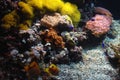 Coral reef Royalty Free Stock Photo