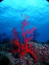 Coral Reef Royalty Free Stock Photo
