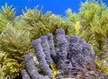 Coral Reef Royalty Free Stock Photo