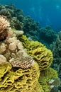 Coral reef Royalty Free Stock Photo