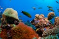 Coral reef Royalty Free Stock Photo