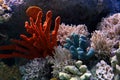 Coral reef Royalty Free Stock Photo
