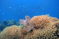 Coral reef Royalty Free Stock Photo