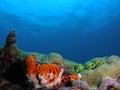 Coral Reef Royalty Free Stock Photo