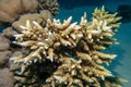 Coral reef with Acropora coral (Scleractinia) at sandy bottom of tropical sea, underwater lanscape